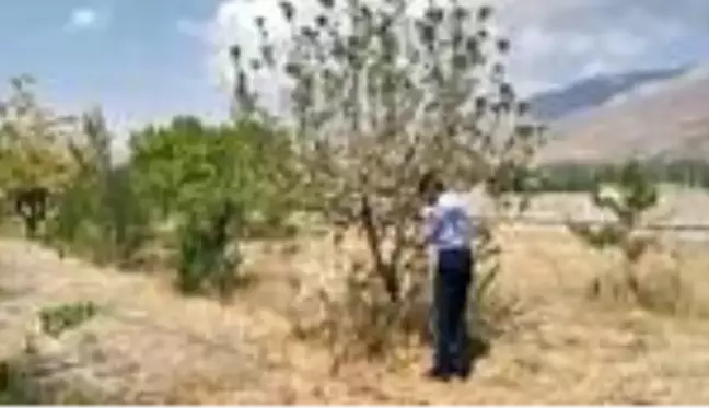 Erzincan'da elma ağacı eylülde çiçek açtı