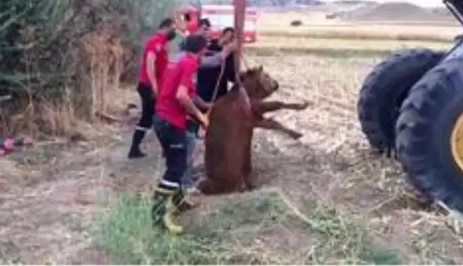 Son dakika haber: Kırıkkale'de kuyuya düşen düve kepçeyle çıkarıldı