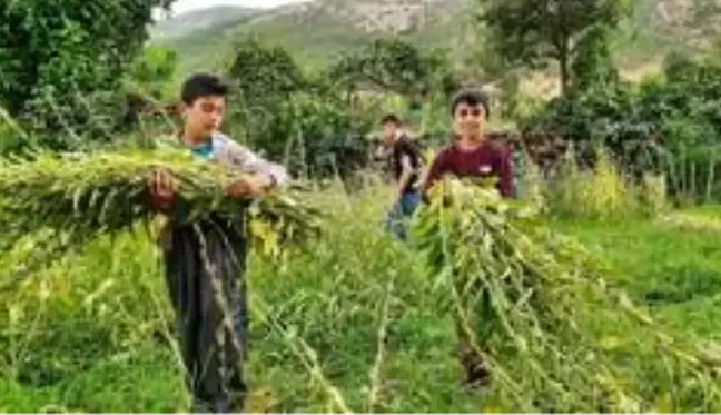 Hakkari'de susam hasadı başladı