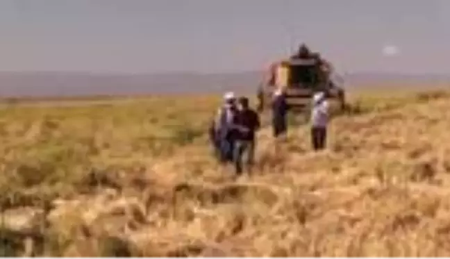 Diyarbakır'ın tescilli Karacadağ pirincinde hasat başladı