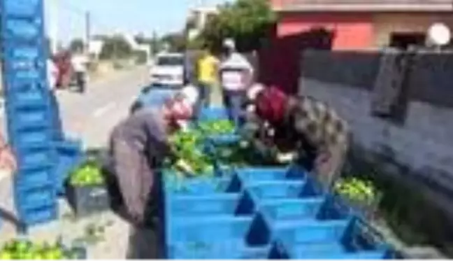 Hatay'da erkenci mandalina hasadı başladı