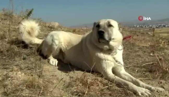 Çenesi 736 psi gücünde, koruma köpeklerinin lideri