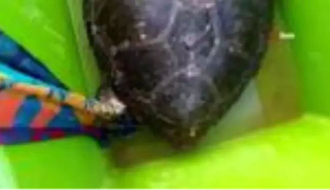 Tedavisi yapılan caretta caretta Didim Altınkum'da denize bırakıldı