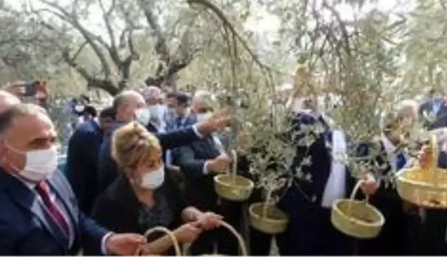 Hatay'da temsili zeytin hasadı