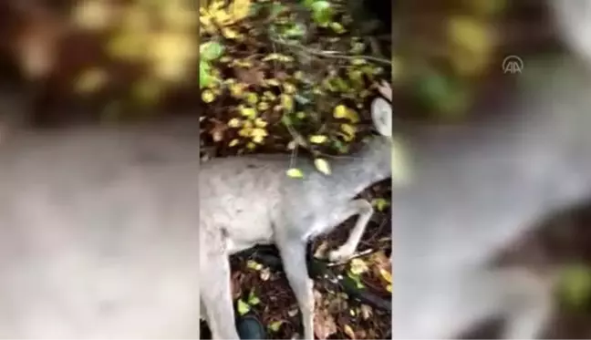 Köpeklerin saldırısından kurtarılan yaralı karaca tedaviye alındı