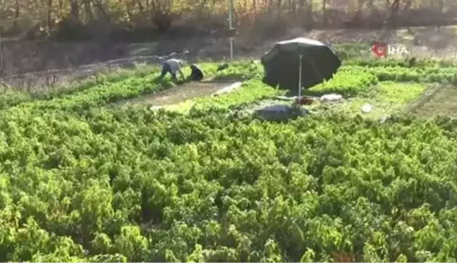 Organik Örenli pırasası tezgahlardaki yerini aldı