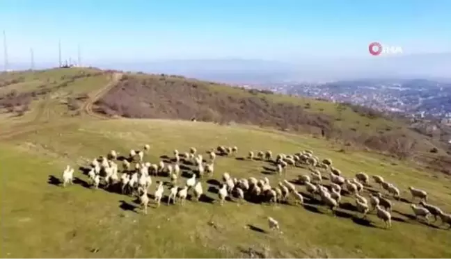 Doğaseverlerin uğrak yeri olan Kırcaali Yaylası, kısıtlamalarda diğer canlılara hayat oluyor