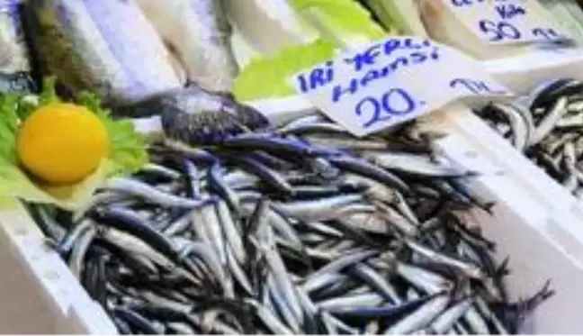 Palamut sezonu bitti, Karadeniz hamsisi 20 lira