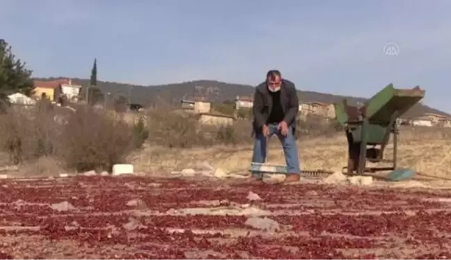 Osmaneli'nin meşhur kırmızı biberinde öğütme mesaisi başladı