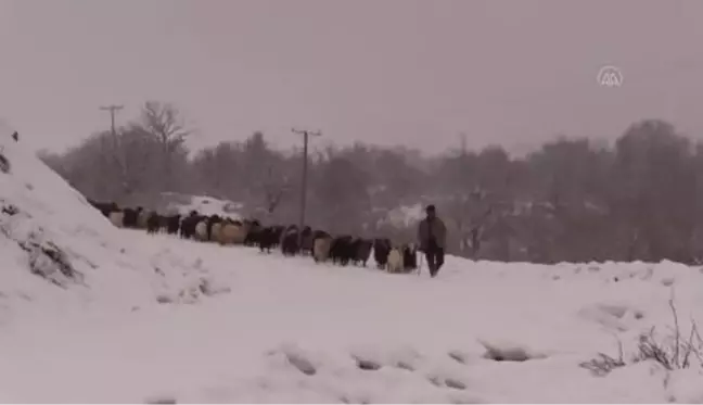 Dağ köylerinde yaşayan besicilerin keçileriyle zorlu yolculuğu