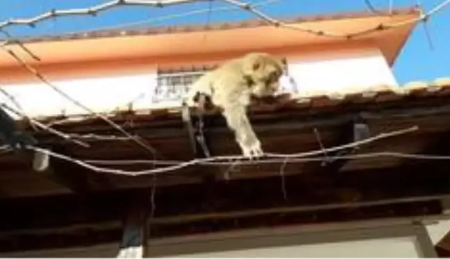 İzmir'de başı boş gezen maymun görenleri şaşırttı