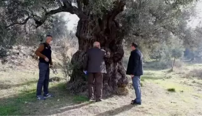 Tarihi zeytin ağaçları için tescil çalışması yapılıyor