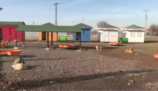 Ses telleri kesilen köpeklerler sahiplendirilecek