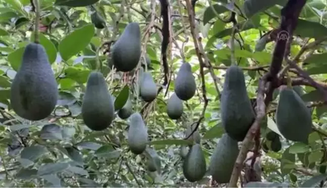 Avokado yağı üretimine başlandı