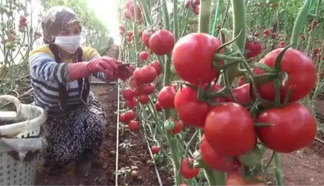 Seralarda domates hasadı sürüyor