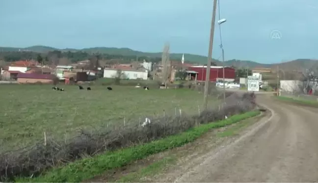 ÇANAKKALE - Hayvancılıkla uğraşan üreticinin keçisi tek batında beşiz yavruladı