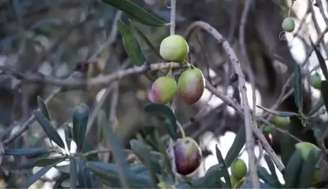 BALIKESİR - Zeytin üreticilerinin 