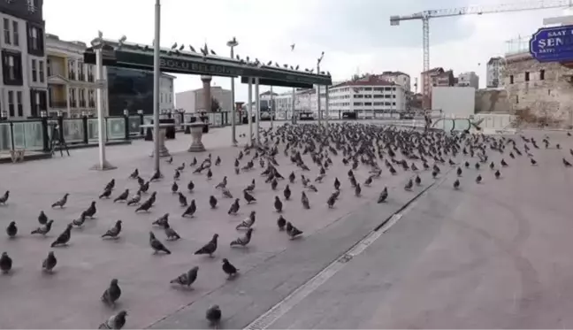Son dakika haber... Kısıtlamada Bolu'daki sokak hayvanları unutulmadı