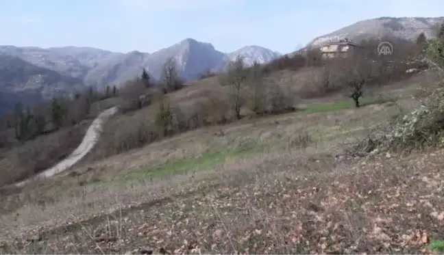 KASTAMONU - Küre Dağları'nda kardelenler karsız açtı