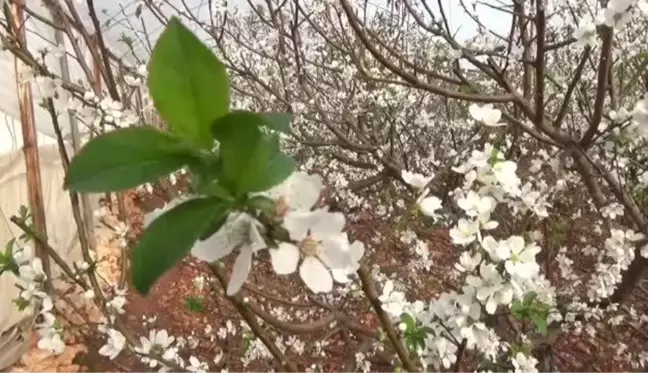 Örtü altı erik ağaçları erken çiçek açtı