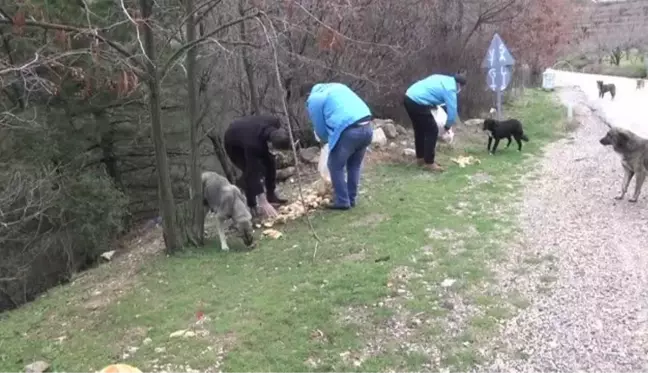 Spil Dağı'ndaki yılkı atları için doğaya yem bırakıldı