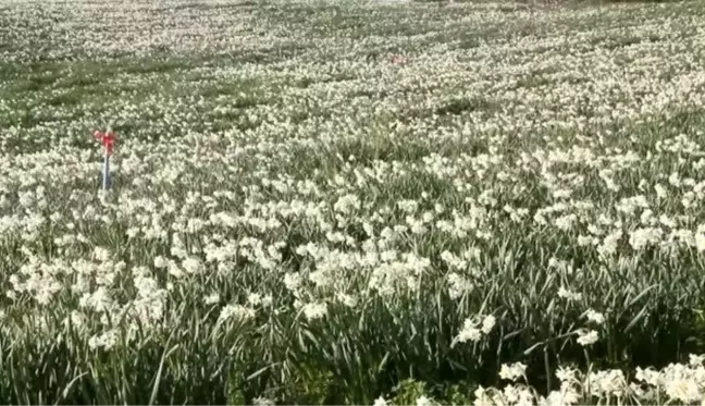 Hobi olarak nergis yetiştirmeye başlayan üretici talebe yetişemiyor