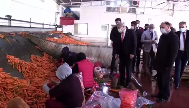 AK Parti Hatay Milletvekili Hüseyin Yayman havuç üreticilerini ziyaret etti