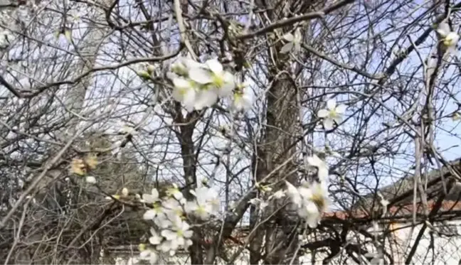 Badem ağaçları yalancı bahara inandı