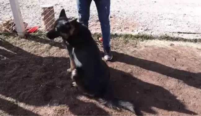 Duyarlı köpek eğitmeni, afetlerde görev yapacak 