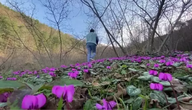 Batı Karadeniz yaylaları 