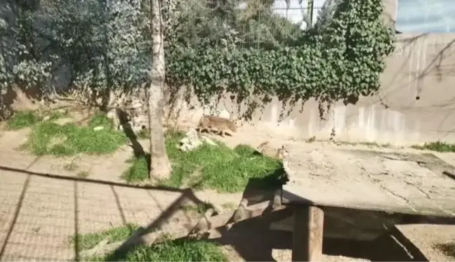 Darıca'daki Faruk Yalçın Hayvanat Bahçesi yeniden ziyarete açıldı