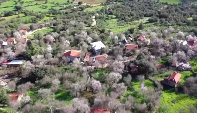 Badem ağaçları çiçek açtı