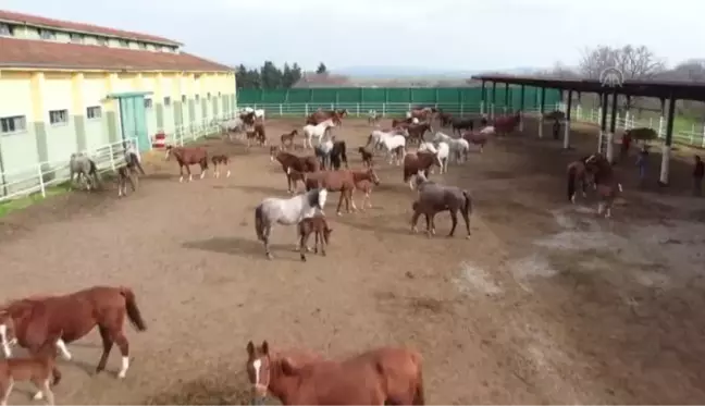 ESKİŞEHİR / BURSA - Şampiyon adayı taylar dünyaya gözlerini açmaya başladı