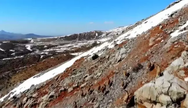 Kaçak avcılıkla mücadele ve besin desteği, yaban keçisi popülasyonunu artırdı