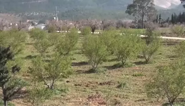 Badem çağlası hasadına başlandı