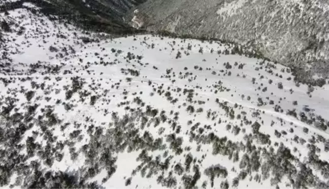 Murat Dağı'na, yaban hayvanları için yem bırakıldı