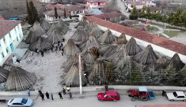 Samsun'un Vezirköprü ilçesinde büyük umutlarla ekilen kenevirler üreticinin elinde kaldı