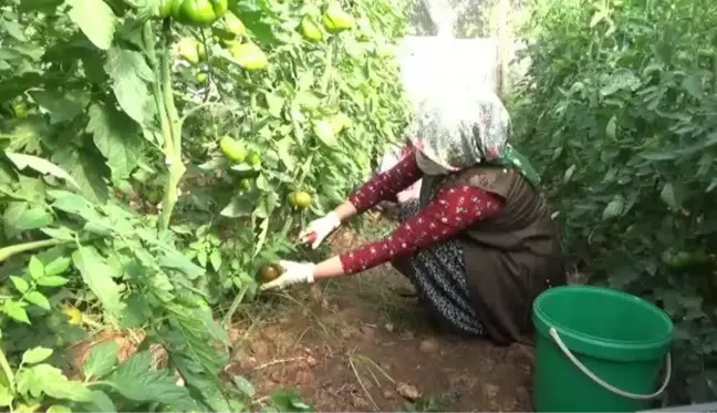 Mersin'de yetiştirilen yerli domates talep görüyor