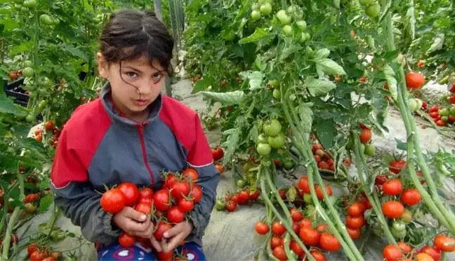 Sokağa çıkma kısıtlaması kalktı domates üreticisinin yüzü güldü