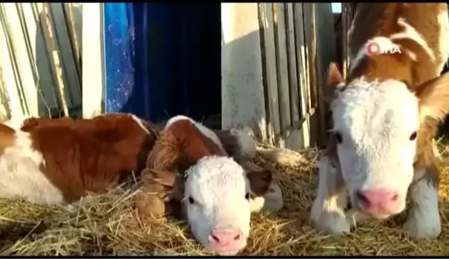 Besicinin yüzü sarıkız isimli ineğinin üçüz buzağısı ile güldü