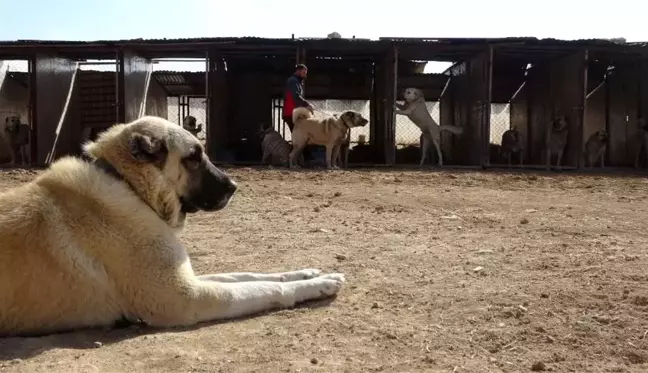 Kangallar dünya basınında gündem oldu