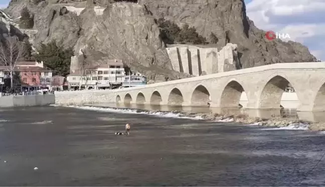 Kızılırmak'a düşen büyükbaş hayvan vinç yardımı ile çıkarıldı