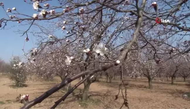 Kayısı başkenti Malatya'da kayısı çiçekleri açtı