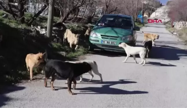 BURDUR Ameliyattan ve nöbetten çıkıp, sokak hayvanlarını beslemeye koşuyor