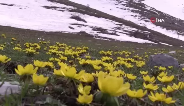 Metrelerce kar yerini çiçek bahçelerine bıraktı