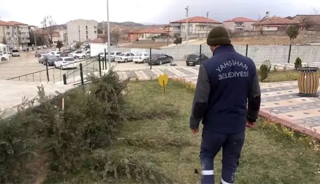 Vicdansızlığın böylesi görülmedi: Parktaki çam fidanları baltayla katledildi