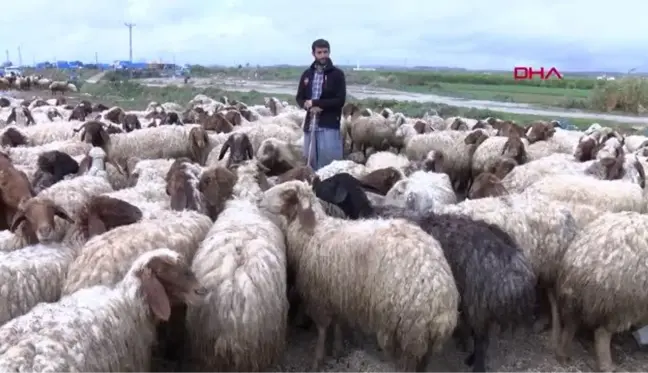 ADANA Baba mesleği hayvancılığa devam eden İpek ailesi, yaşamlarını çadırda sürdürüyor