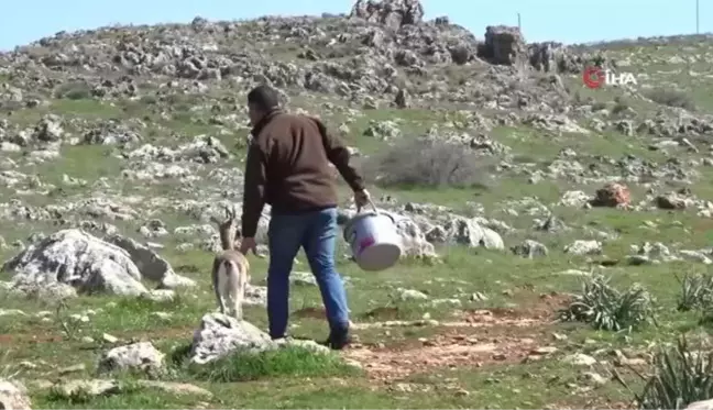 Hatay Ceylanı Gazella Gazelları'nın sayısı 1141'i buldu