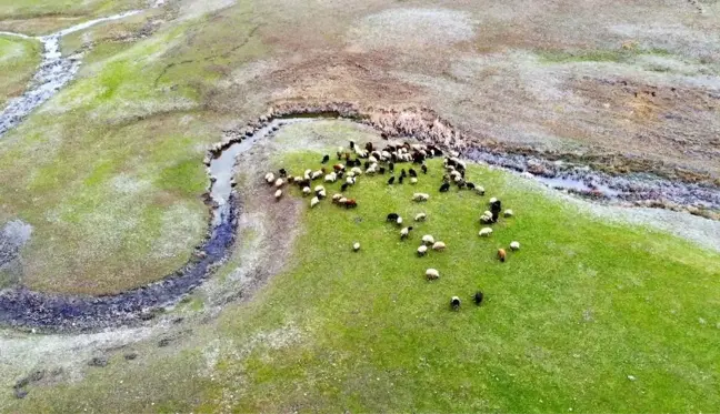 İlkbaharın erken gelişi besicileri sevindirdi