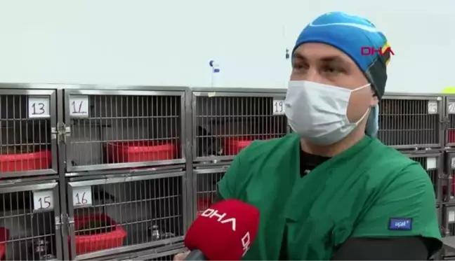 İZMİR Anne kedinin veterinere getirdiği yavrular sahiplenildi